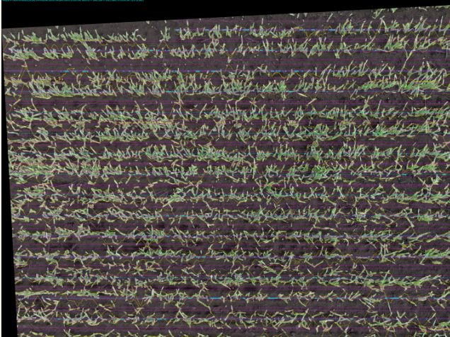 A scout point with the drill rows, gaps and row width drawn over the photo