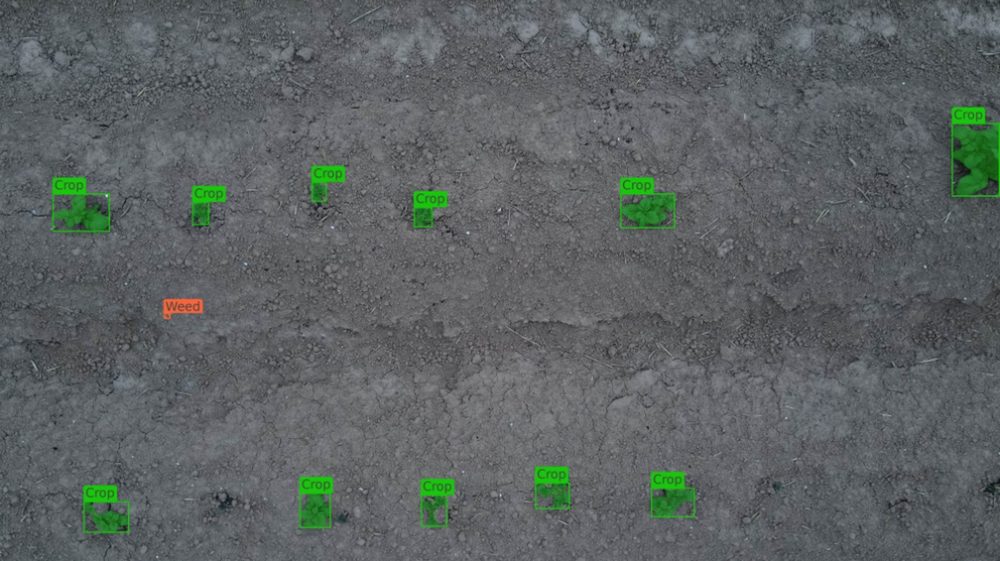 The same photo analysed: each crop plant boxed in green, each weed in orange