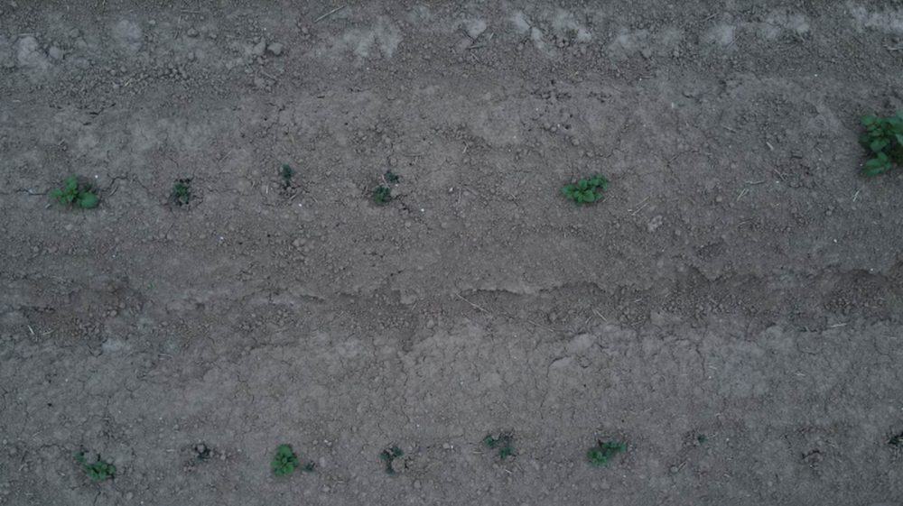 Drone photo of a scout point: young crop plants in rows on bare soil